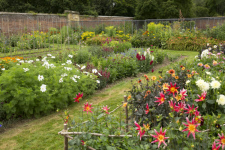 The walled garden in July at Scotney Castle 